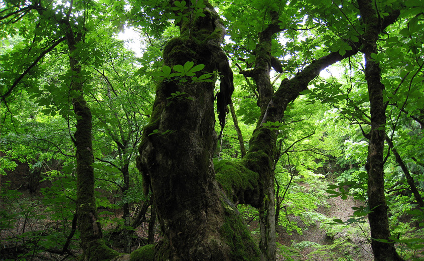 Ashiu Forest
