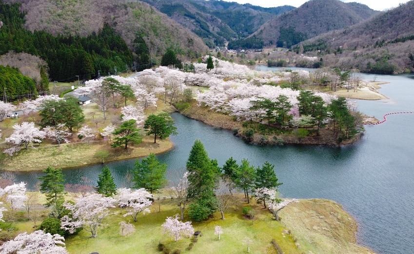 Best sakura viewing spots in Miyama