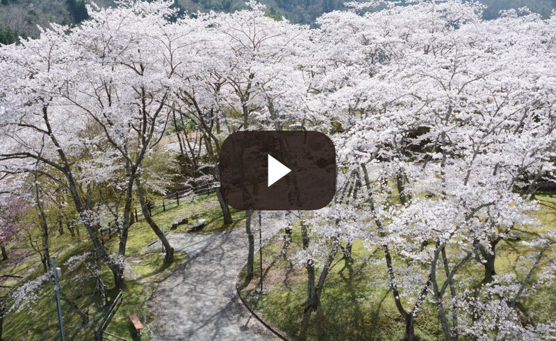 美山 桜の風景＜2021＞