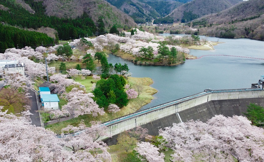 【記事掲載】京都府観光連盟サイト『桜色に染まる「もうひとつの京都」』にて大野ダムが紹介されました！