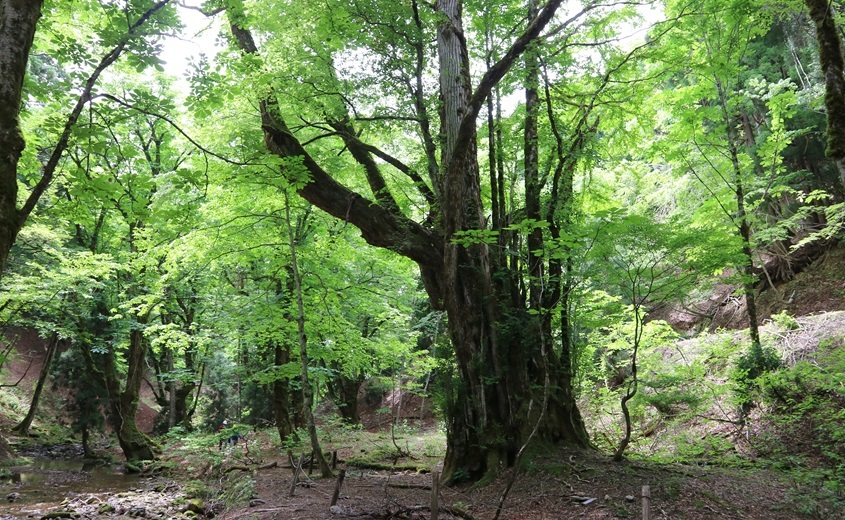 【Lifted】Prohibition of entering Ashiu Forest