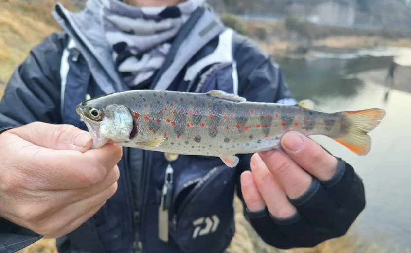 【春休み4日間限定】美山あまご釣り体験