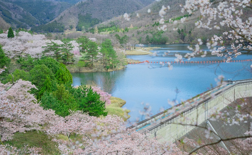 Cherry Blossom (Sakura) Festival