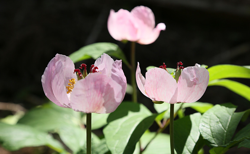 Spring Viewing Event of Paeonia Obovata