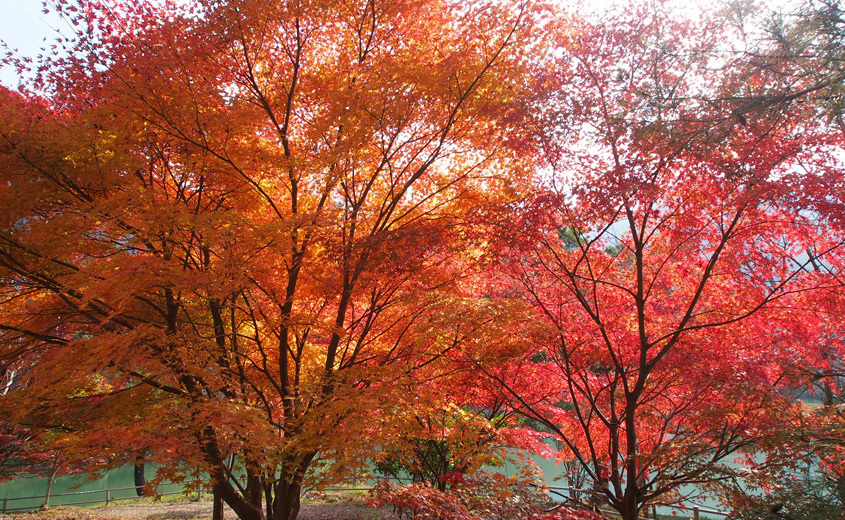 Autumn leaves (Momiji) festival