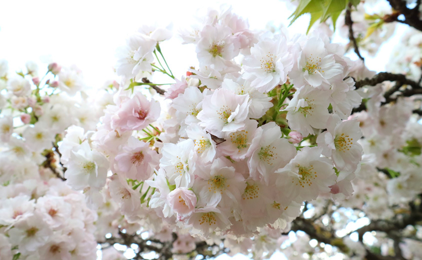 春は桜、夏は蛍。歴史と自然の町、鶴ヶ岡〈美山町北西部〉