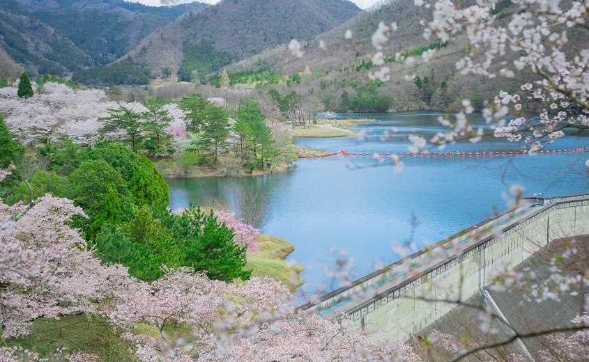 心に残る桜景色を見にいこう。美山町・桜の名スポット４選